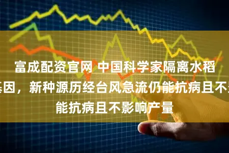 富成配资官网 中国科学家隔离水稻抗病新基因，新种源历经台风急流仍能抗病且不影响产量